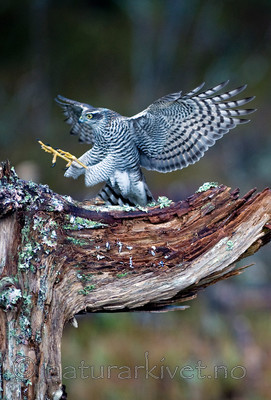 BB 11 0194 / Accipiter nisus / Spurvehauk